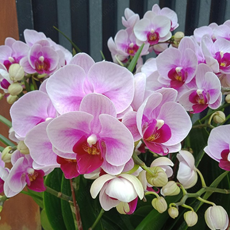 ♨️Summer Hot Products🦋Butterfly Orchid Flower Seed🪴Unique Flower