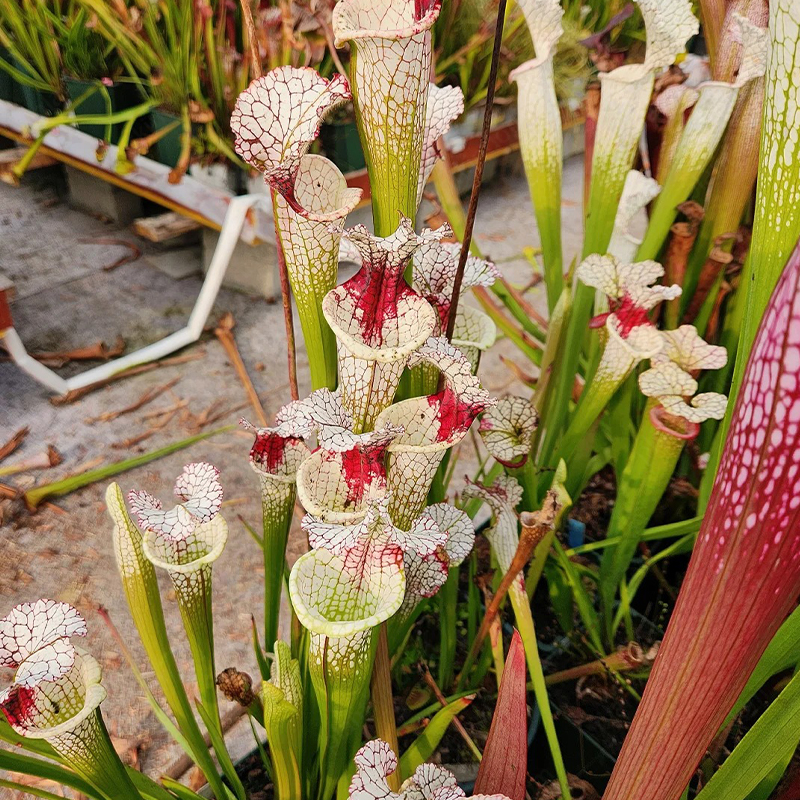 Trumpet Pitchers Seeds