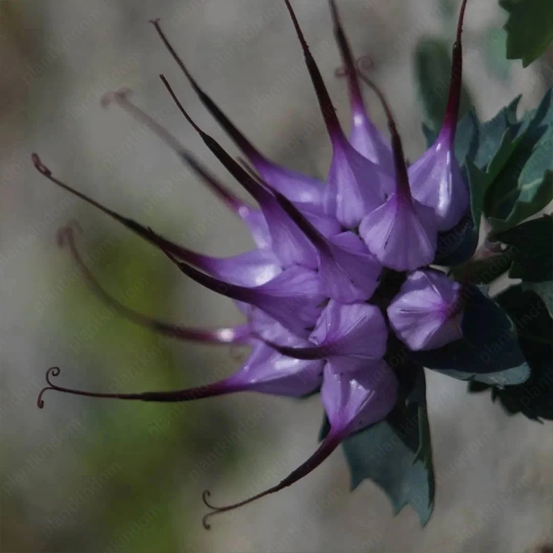 Tufted Horned Rampion Seeds