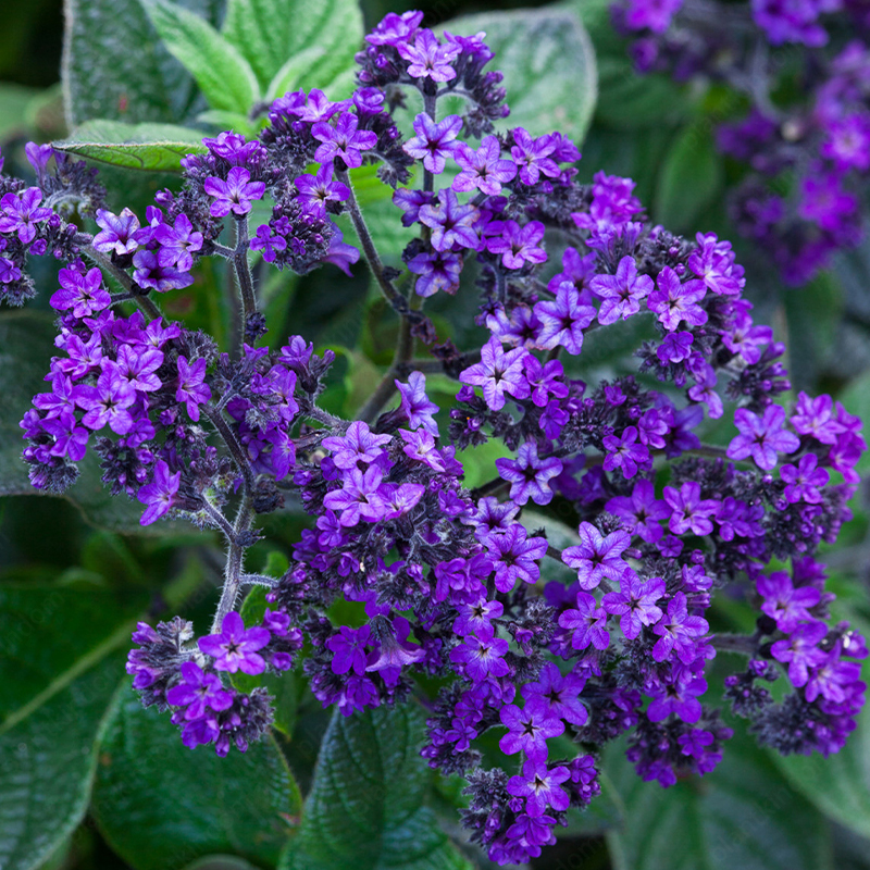 Heliotropium Arborescens Seeds