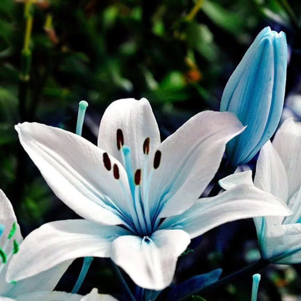 😍Various lily seeds🌱🌱Rare lilies, 100 pieces/pack