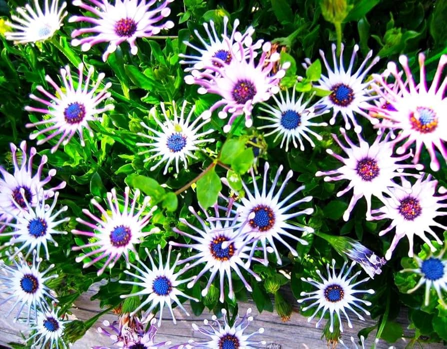 🌿 Rare Blue Daisy Plants – Stunning, Easy-to-Grow, and Long-Blooming! 💙🌼