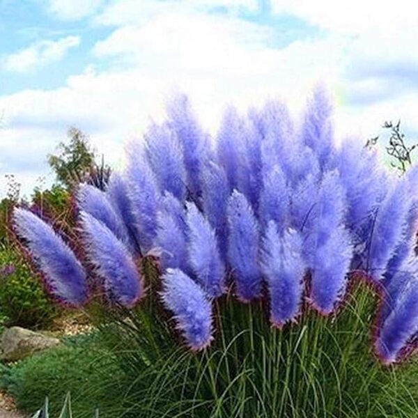 🔥2024 Garden Must-Have🌾 Perennial Pampas Ornamental Grass Seeds