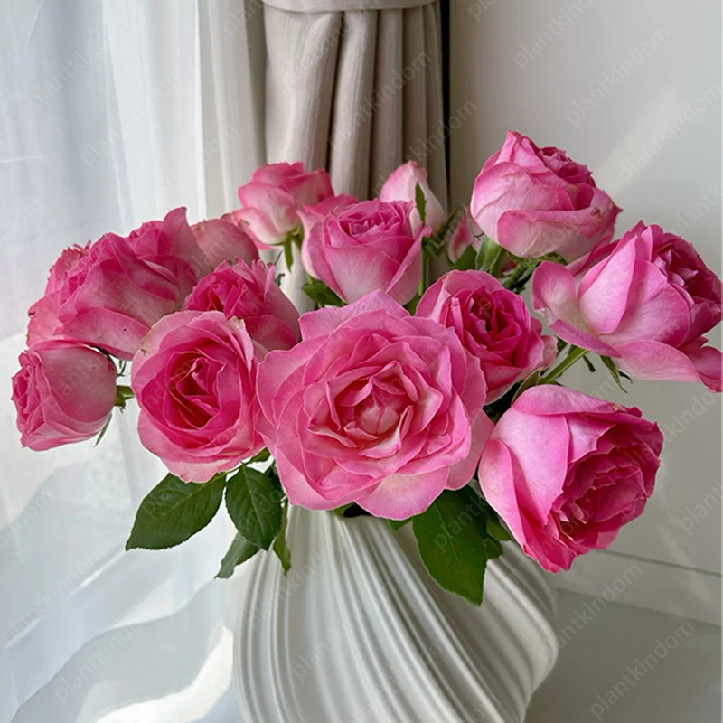 🌹 Limited-Time Great Deal on Rose Series Seeds🌸