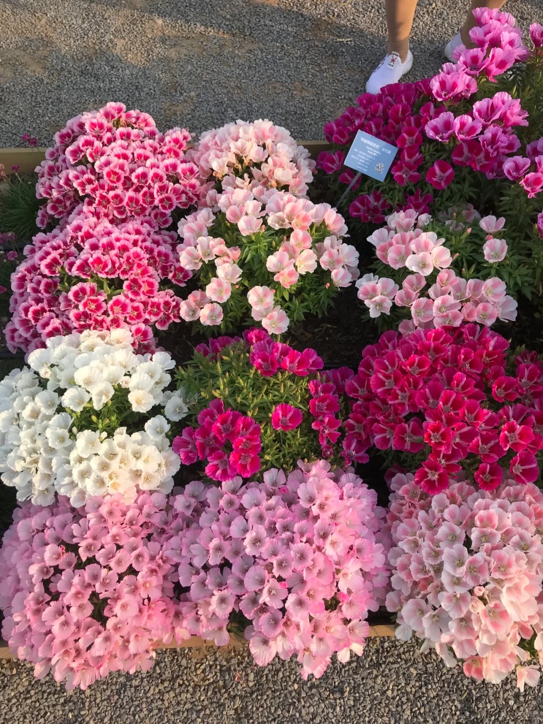 🔥Discount (today only)🔥Rare and ancient flowers