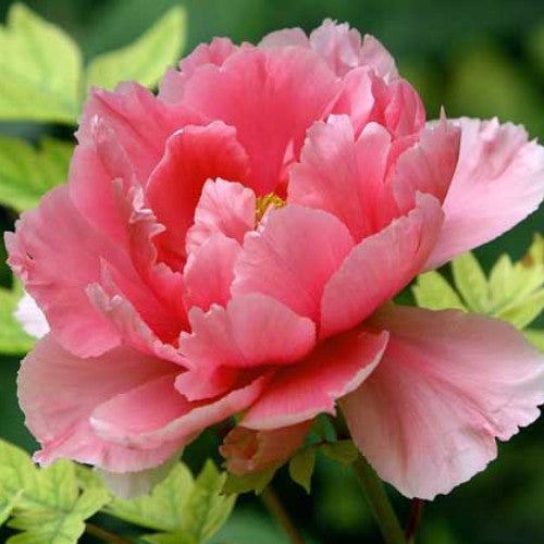 Paeonia Pink Hawaiian Coral 100 Seeds
