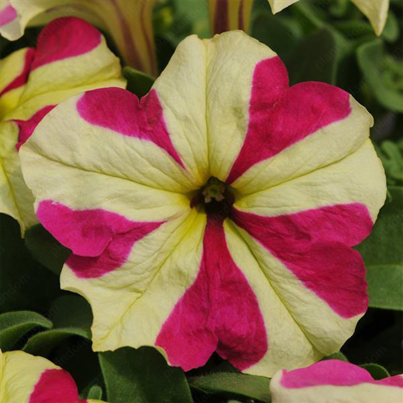 🌈Hot Sale🔥Petunia TriTunia Series Seeds🌼Multi-color