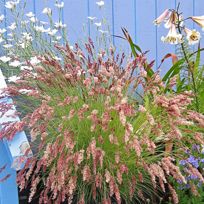 Melinus nerviglumis 'Ruby Grass' Seeds