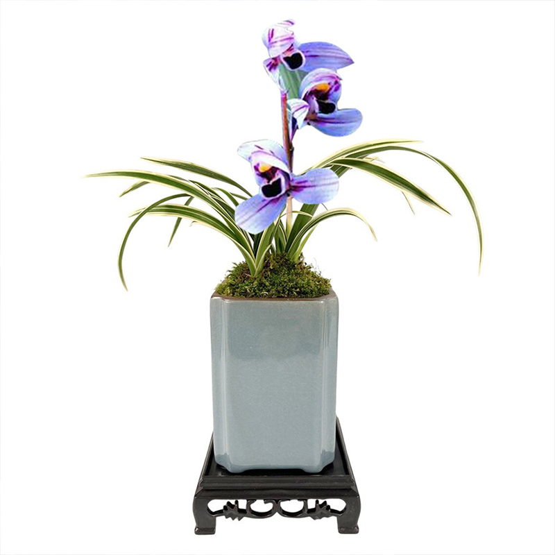 Cymbidium sp. Seeds Pretty 