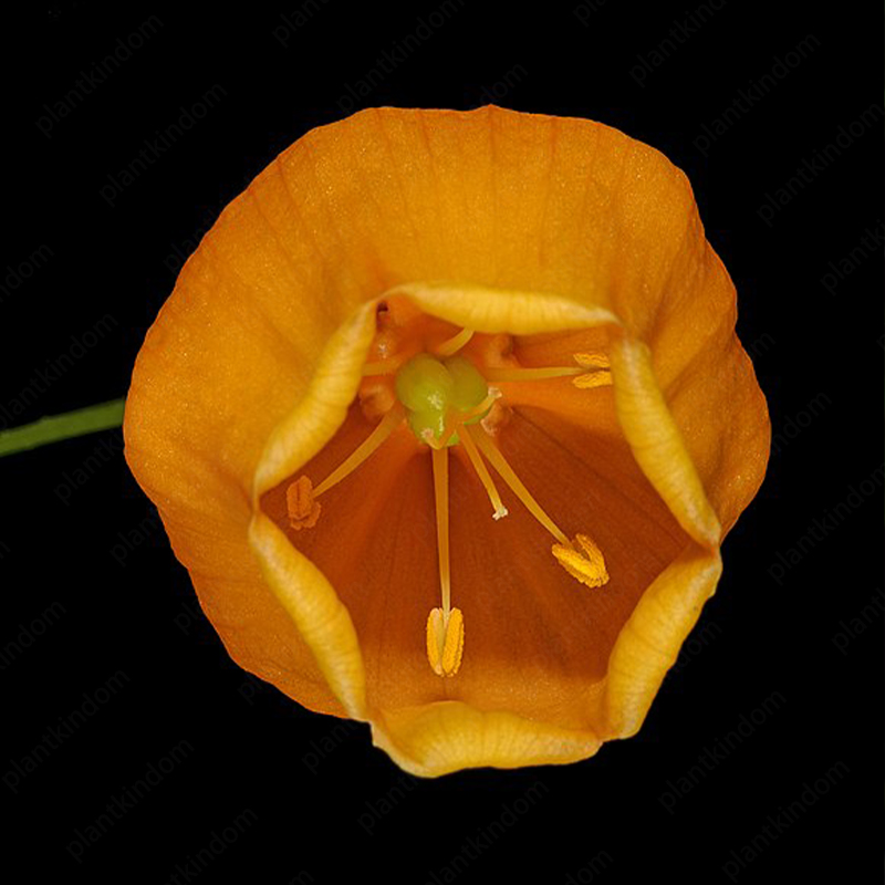 Sandersonia aurantiaca Hook