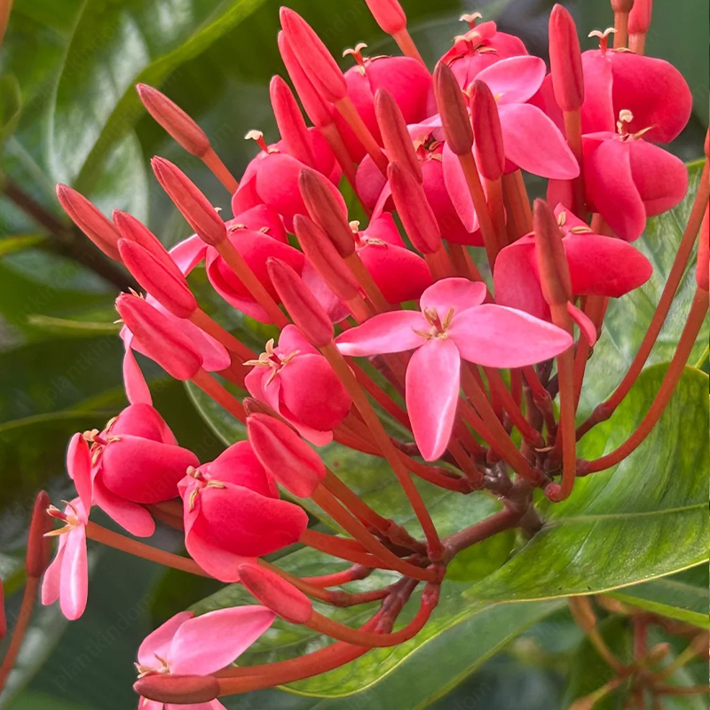 🔥60% OFF🌈Ixora Seeds💮Perfect flowers