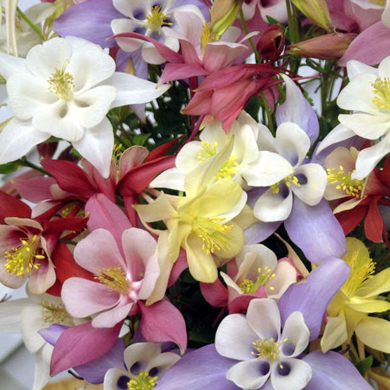 Columbine Flower Seeds
