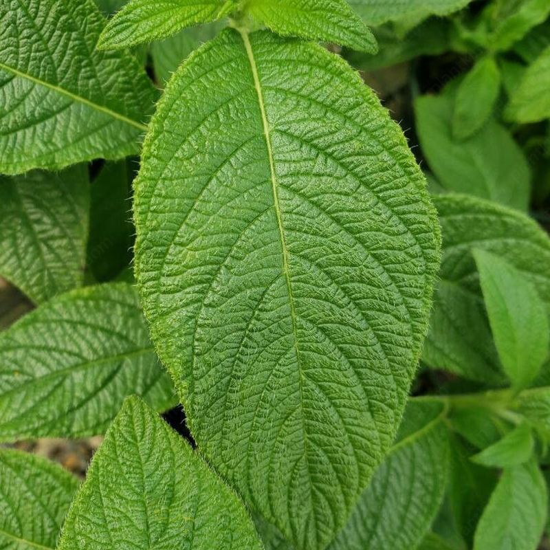 Heliotropium Arborescens Seeds