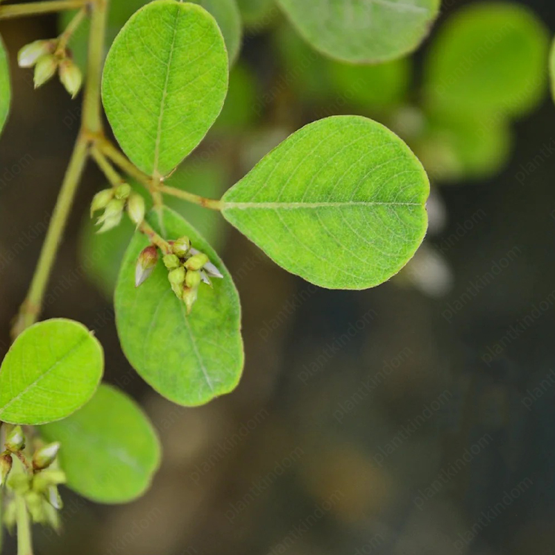 Lespedeza Thunbergii Seeds