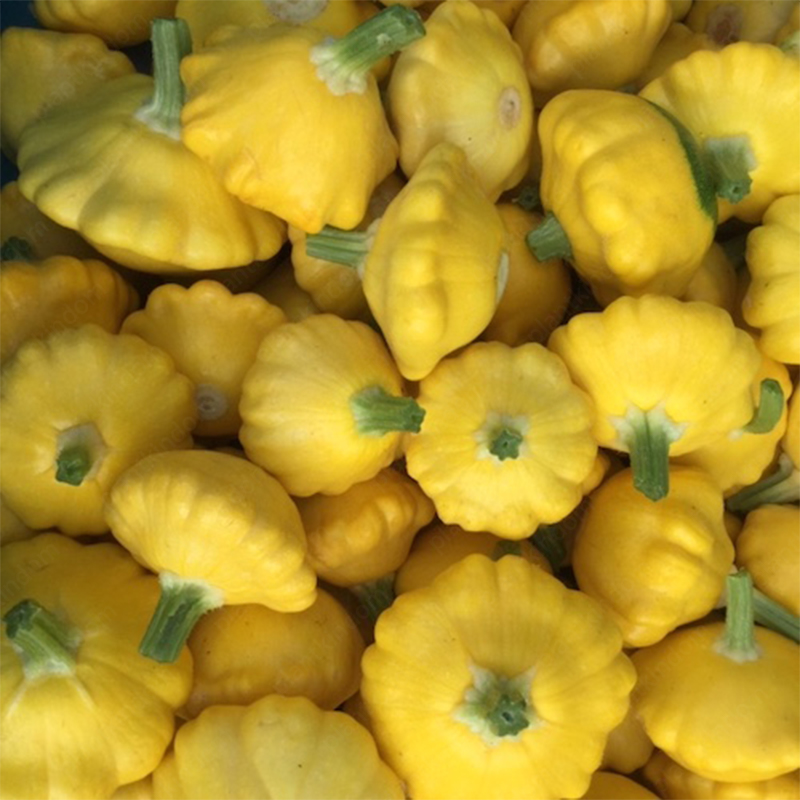 Pattypan Squash Seeds