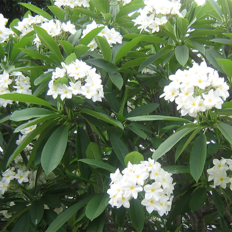 PLUMERIA RUBRA 'SAMOAN FLUFF’ 