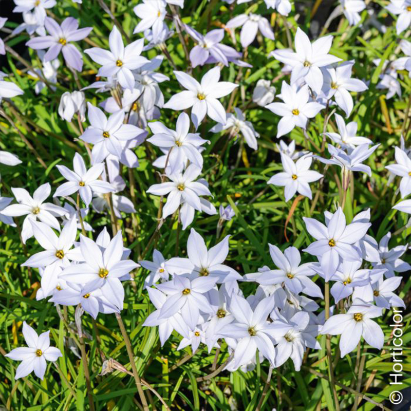 Ipheion Uniflorum Seeds
