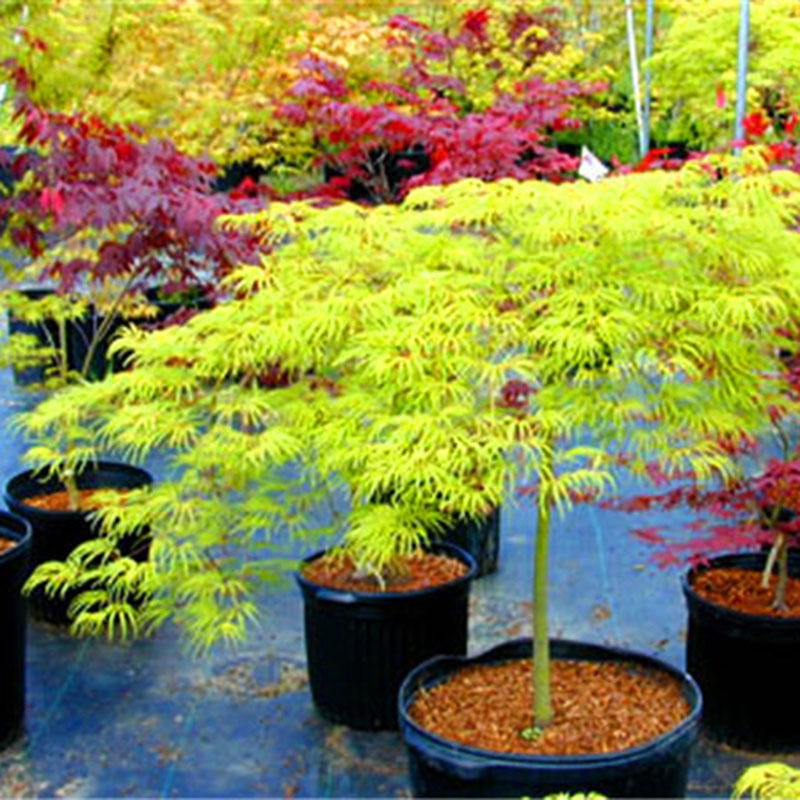 50pcs Red Maple Seeds Garden Bonsai Beautiful Indoor Potting Plant