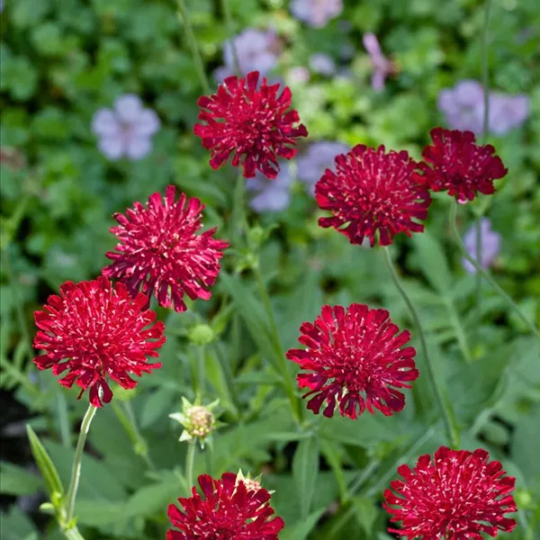 🔥Hot Selling Cornflower / Bachelor Button Seeds🎉Buy 3 get 1 free
