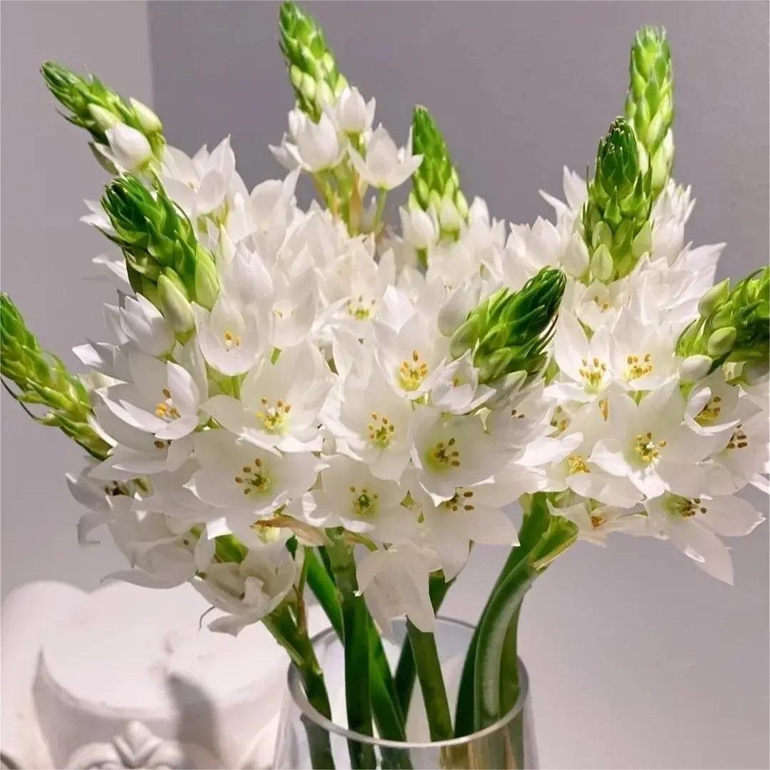 Hot Sale🔥 Sacred Heart Lily Seeds 🌸Selective🌷