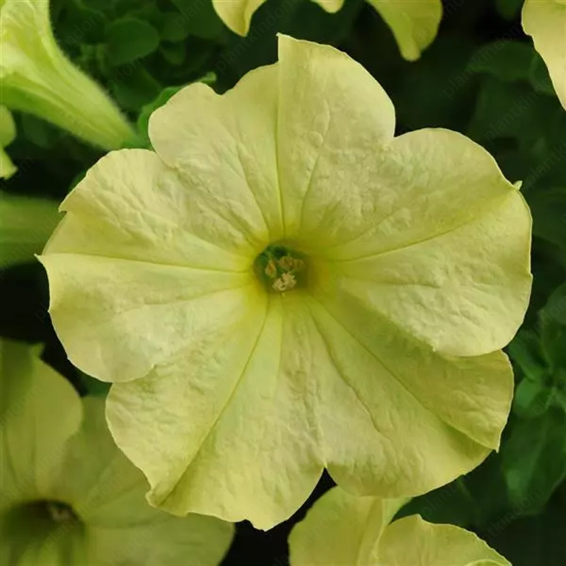 🌈Hot Sale🔥Petunia TriTunia Series Seeds🌼Multi-color