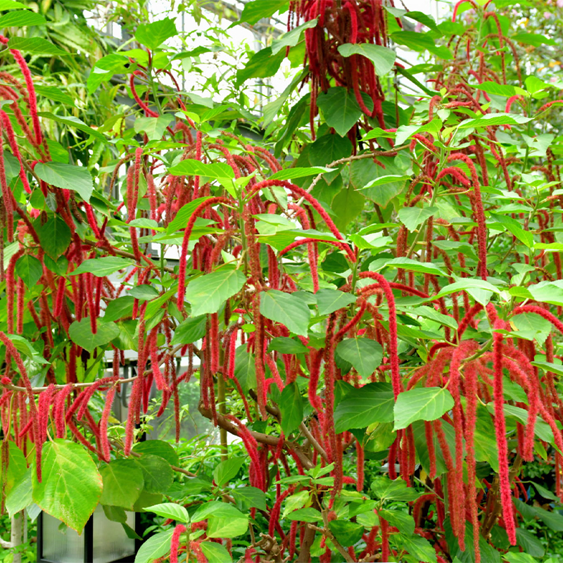 Acalypha Hispida-Summer Love