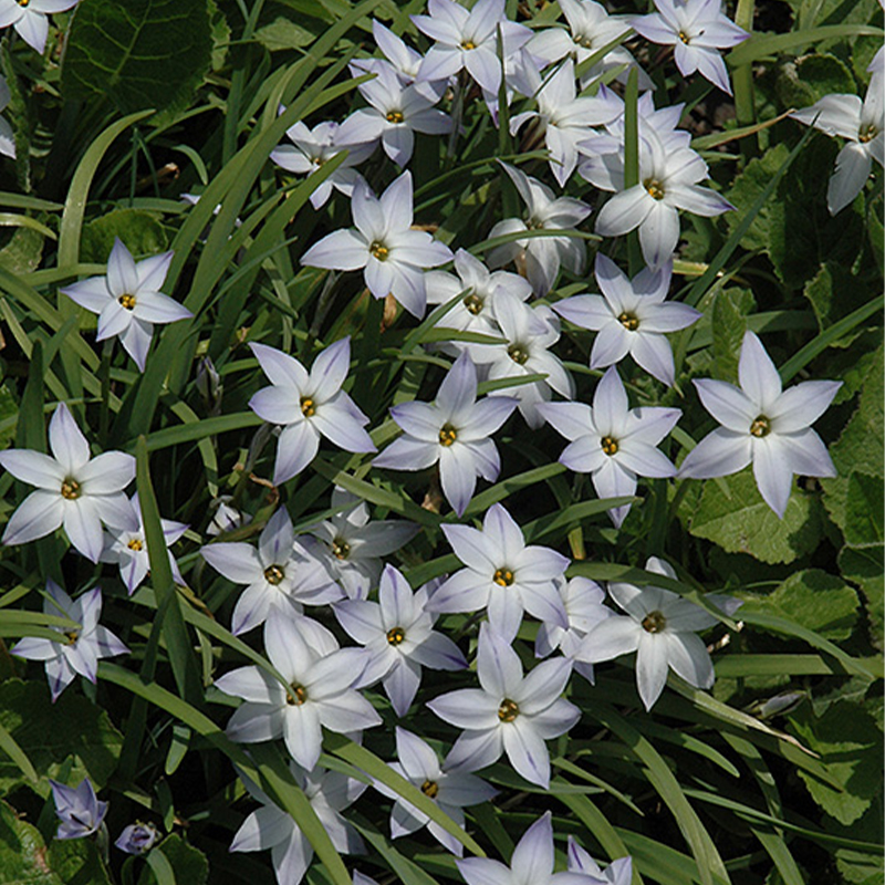 Ipheion Uniflorum Seeds