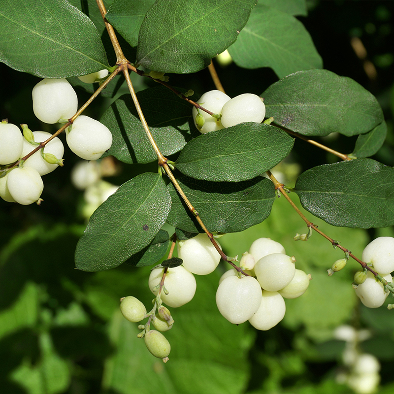 Symphoricarpos Albus Seeds