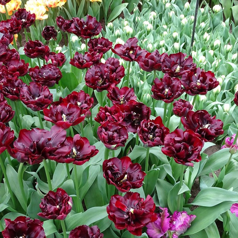 Palmyra Double Tulip