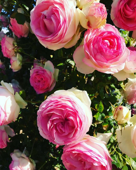 Rosa Eden-Pierre de Ronsard Seeds