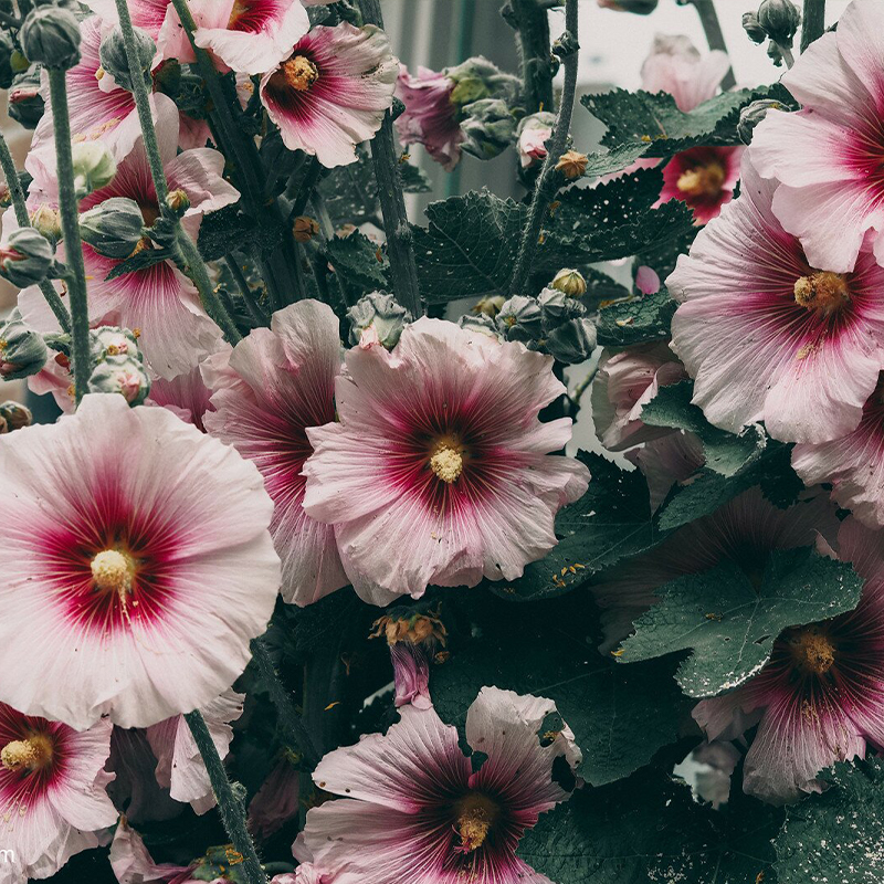 Hollyhock Halo Candy