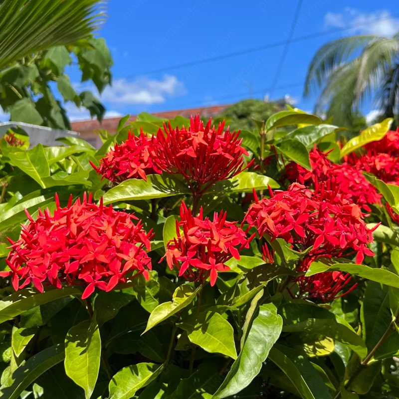 🔥60% OFF🌈Ixora Seeds💮Perfect flowers