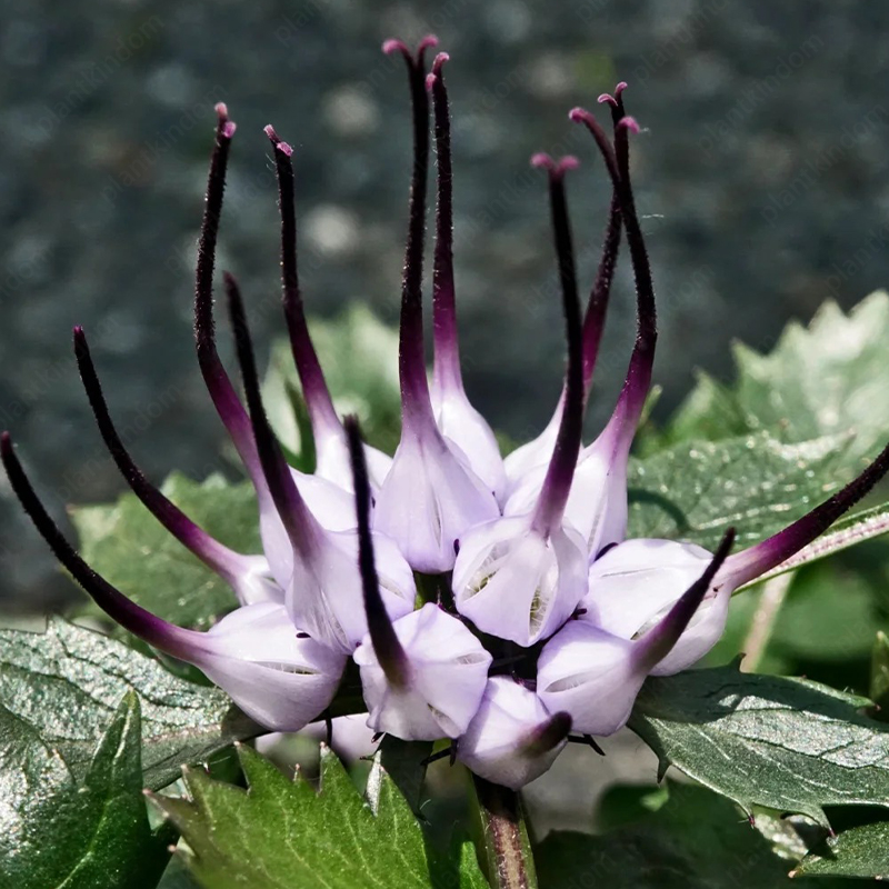 Tufted Horned Rampion Seeds