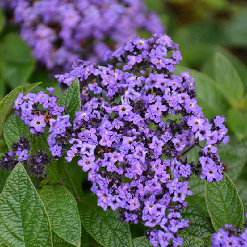 Heliotropium Arborescens Seeds
