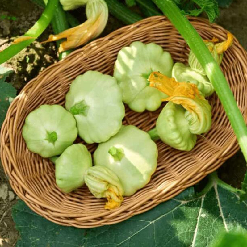 Pattypan Squash Seeds