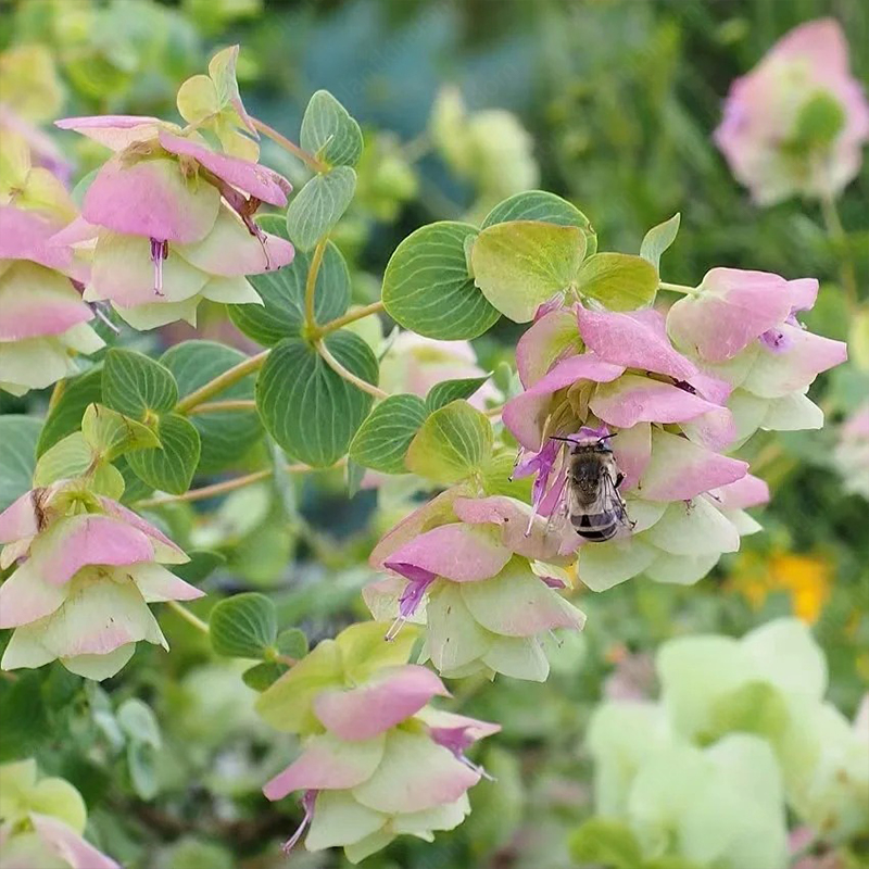 Kirigami Oregano Seeds