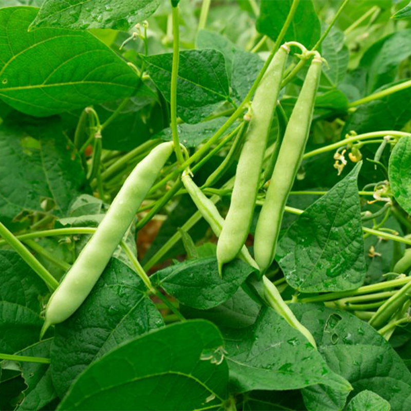 Bush Bean Seeds