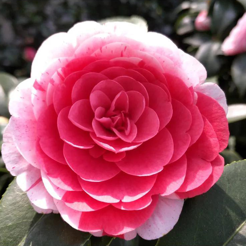 Five-Color Red Camellia Seeds