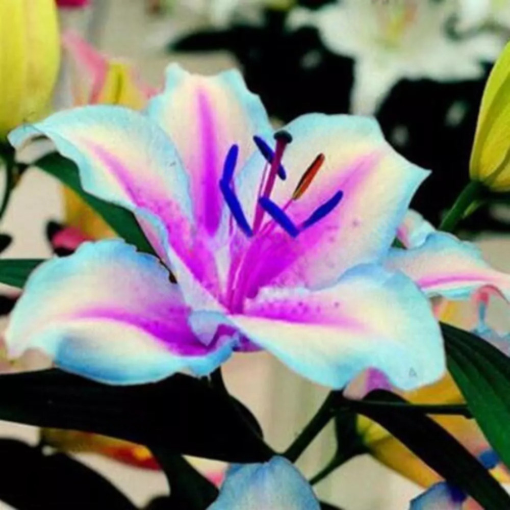 😍Various lily seeds🌱🌱Rare lilies, 100 pieces/pack