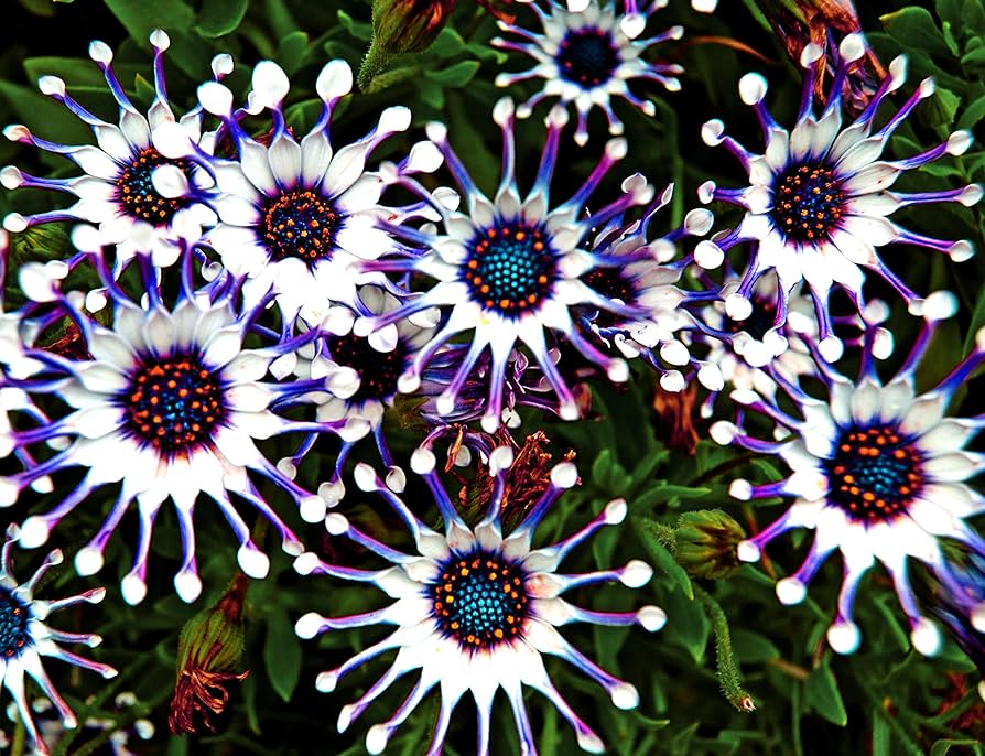 🌿 Rare Blue Daisy Plants – Stunning, Easy-to-Grow, and Long-Blooming! 💙🌼