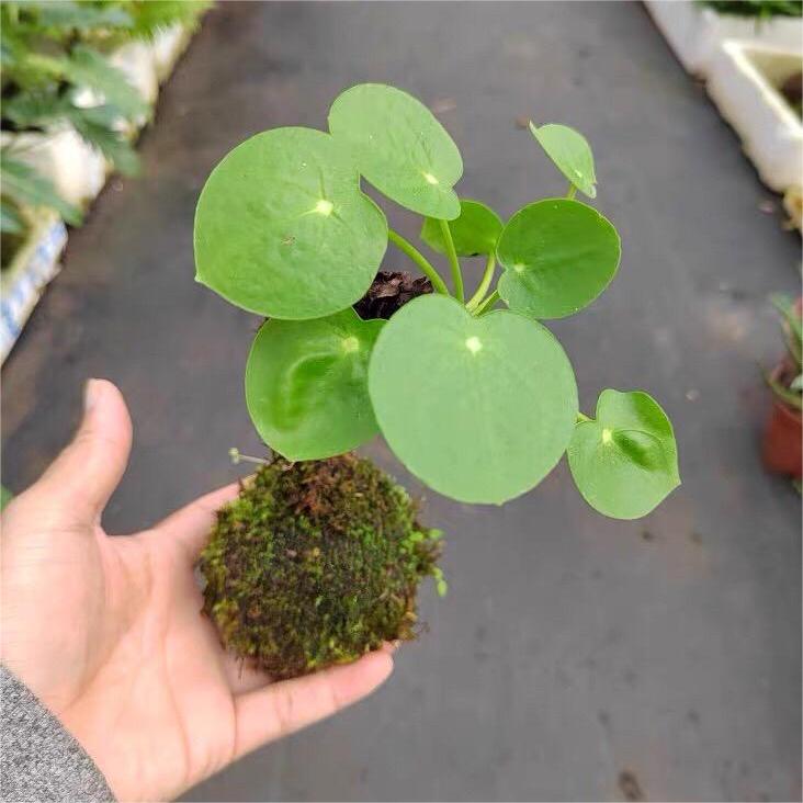 50%Off💥Mirror grass seeds💫Fantastic