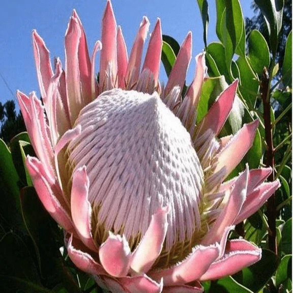 Protea Cynaroides Flower Seeds
