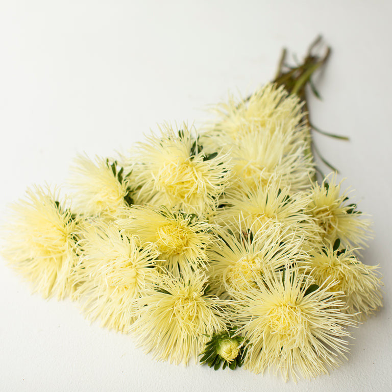 Teddy Chrysanthemum 50 Seeds