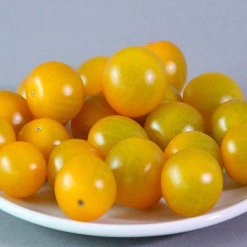 Wild Galapagos Island Tomato(50 seeds)