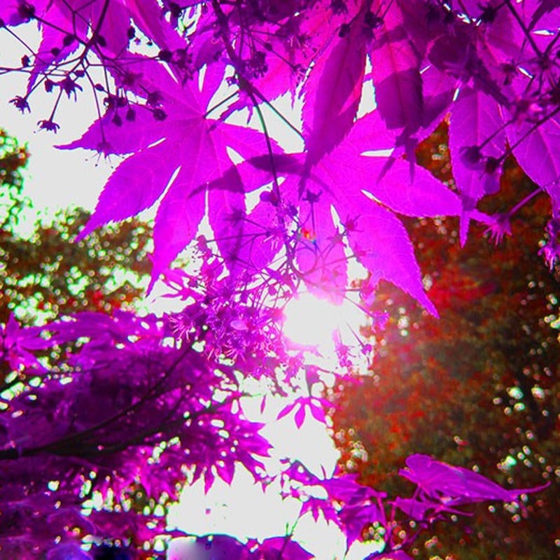 50pcs Red Maple Seeds Garden Bonsai Beautiful Indoor Potting Plant