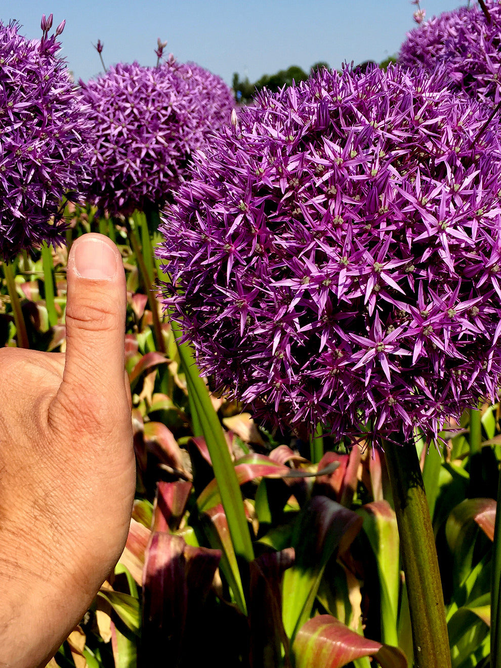 💥Discounts up to 40%💐Garden Outdoor Giant Allium Giganteum Beautiful Flower Seeds