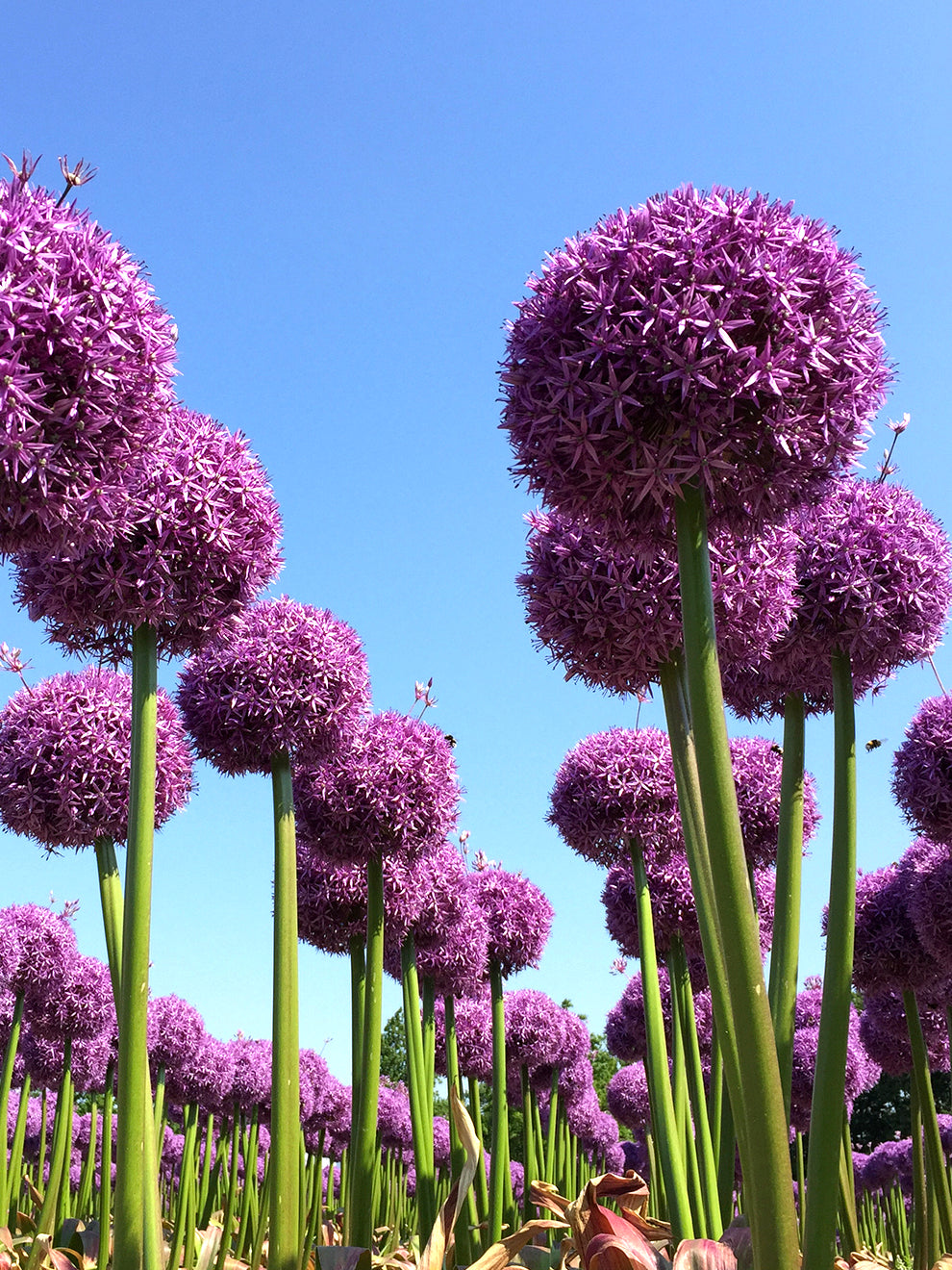 💥Discounts up to 40%💐Garden Outdoor Giant Allium Giganteum Beautiful Flower Seeds