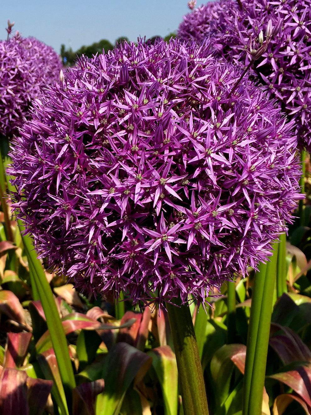 💥Discounts up to 40%💐Garden Outdoor Giant Allium Giganteum Beautiful Flower Seeds