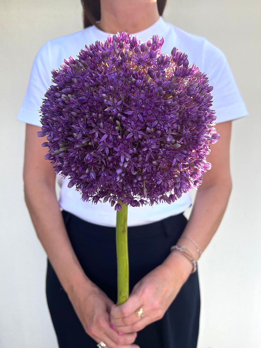 💥Discounts up to 40%💐Garden Outdoor Giant Allium Giganteum Beautiful Flower Seeds