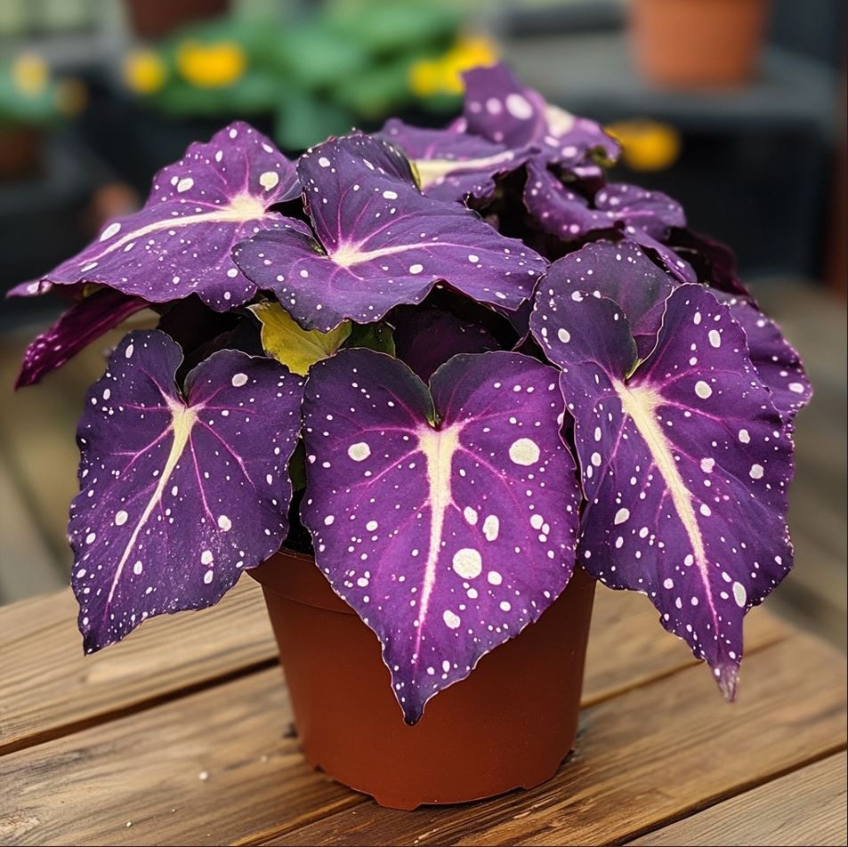 Rare Rex Begonia Seeds